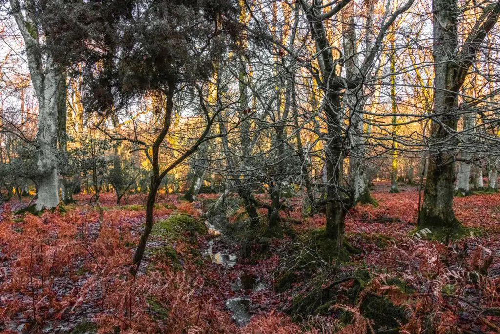 New forest woodland and foliage on the walk from Brockenhurst to Beaulieu. 