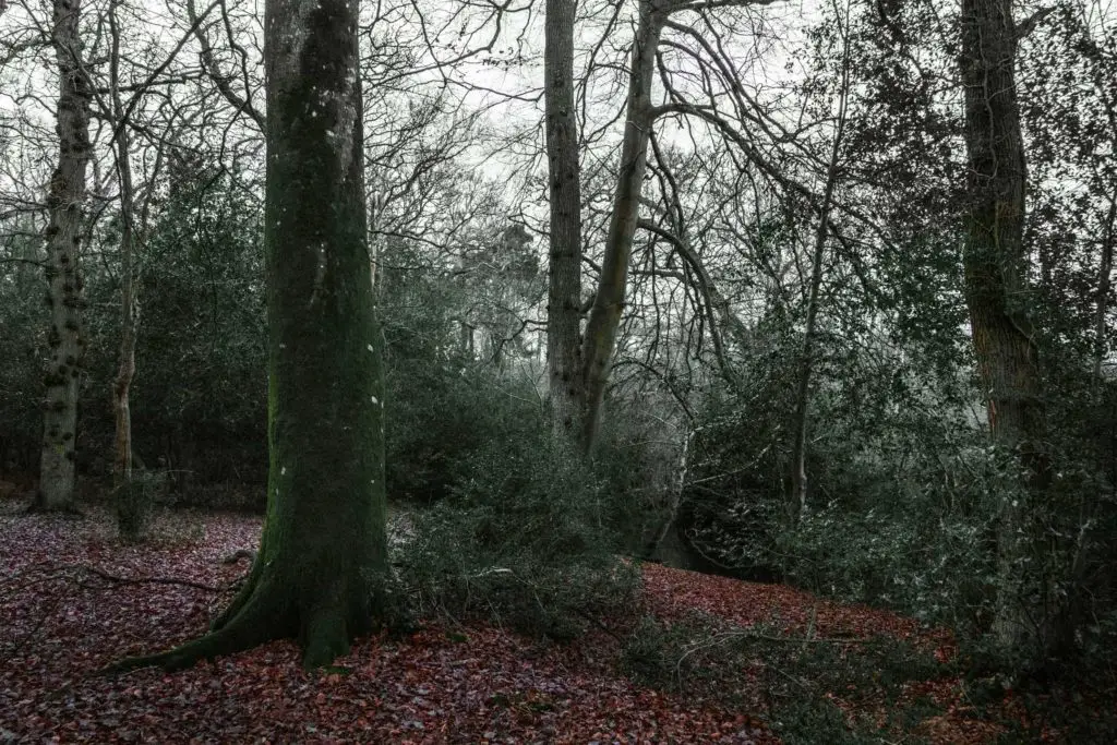 Forest trees and red leaves on the ground on the walk from Brockenhurst to Beaulieu.
