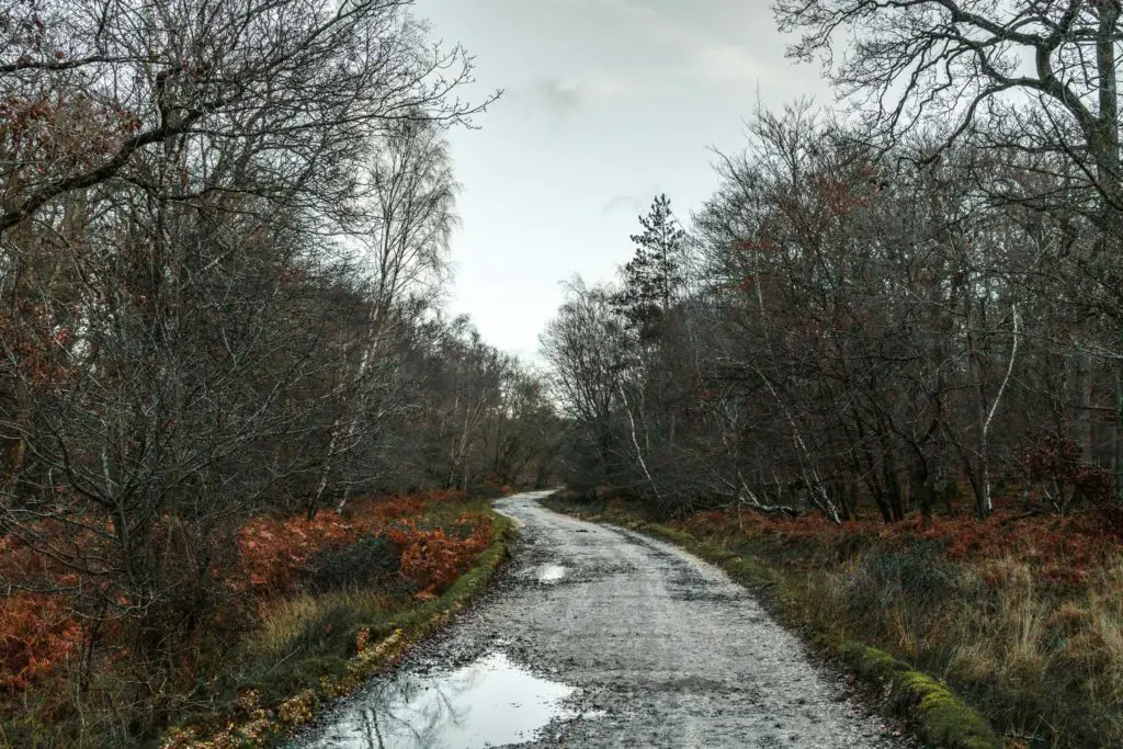 A bike trail surrounded by forrest trees on the walk from Brockenhurst to Beaulieu.