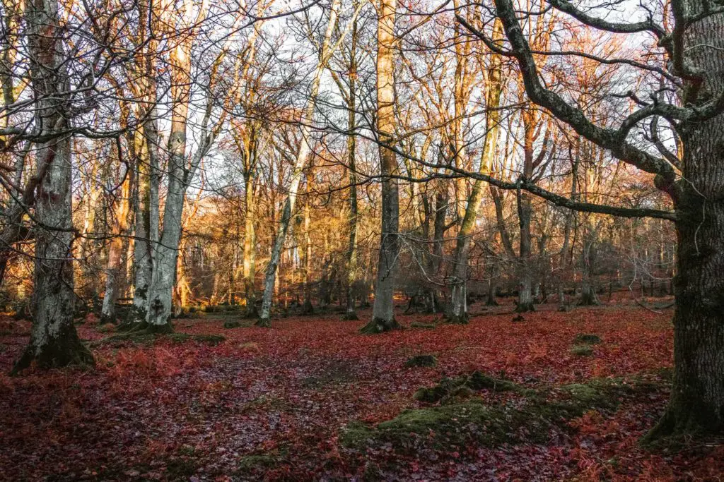 In the middle of woodland with red leaves covering the ground in the New Forest.