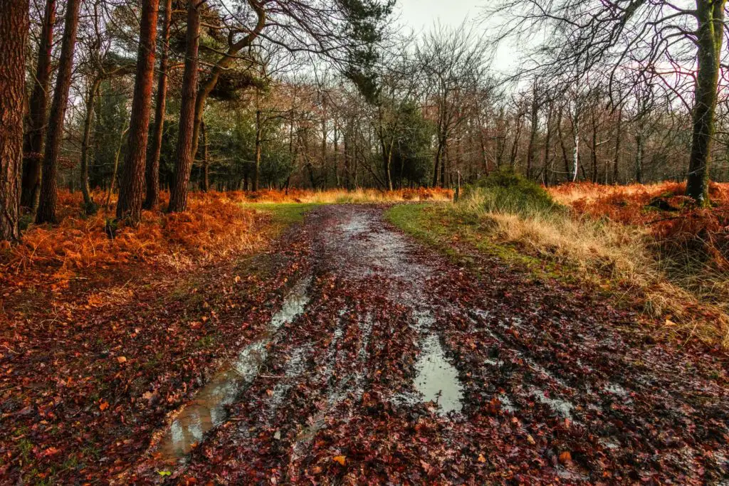 A muddy bit of trail on the walk from Brockenhurst to Lyndhurst. 