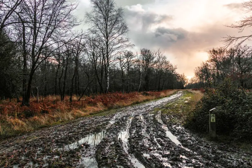 A muddle trail through the woodland on the walk from Brockenhurst to Lyndhurst. 