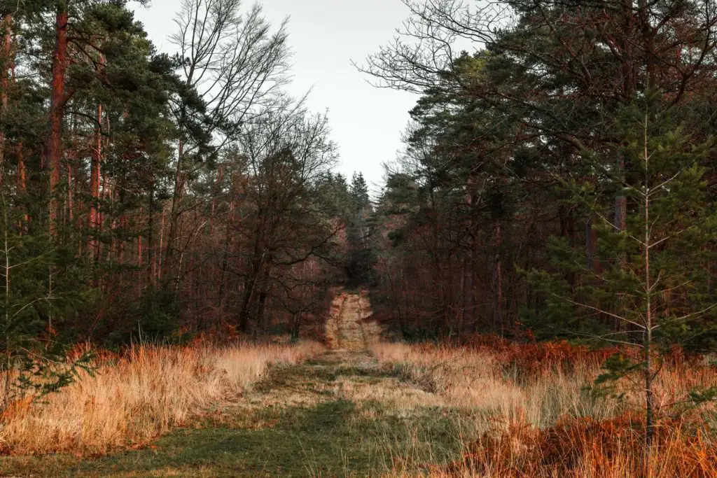 A grassy trail leading into the woodland of the New Forest. 