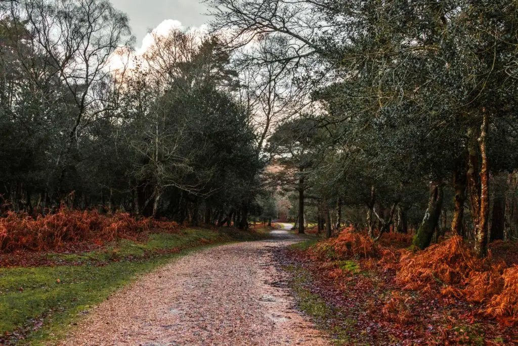 A trail through the forest on the walk from Brockenhurst to Lyndhurst.