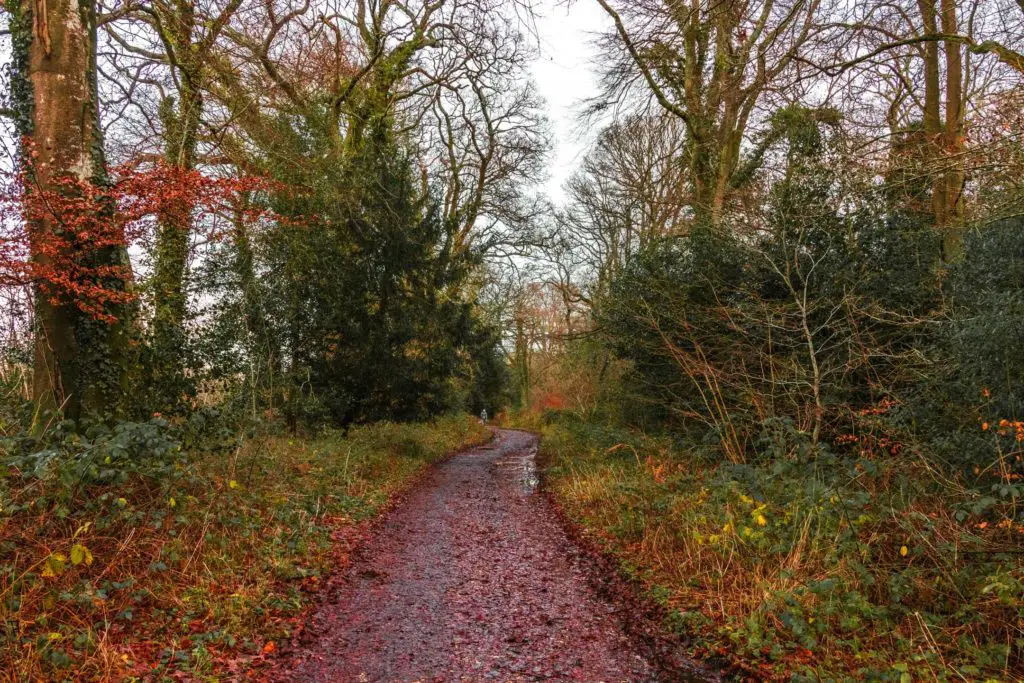 A red leaf covered trail with trees and foliage on either side on the walk from Brockenhurst to Lyndhurst in the New Forest. 