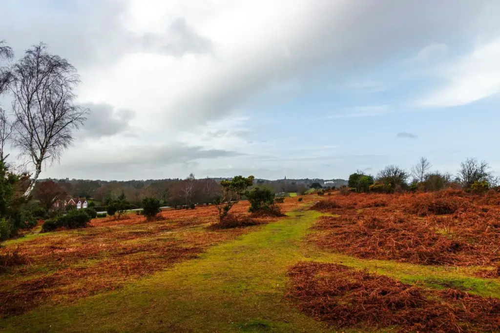 A green field with red foliage on the walk from Brockenhurst to Lyndhurst. 