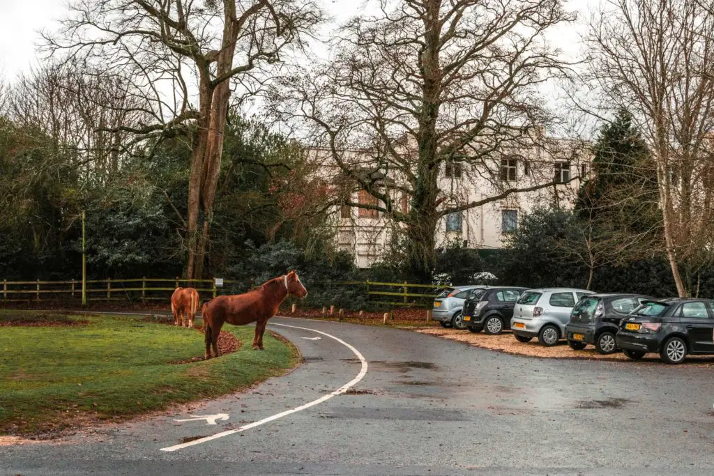A horse in a car park in Lyndhurst looking at the cars.