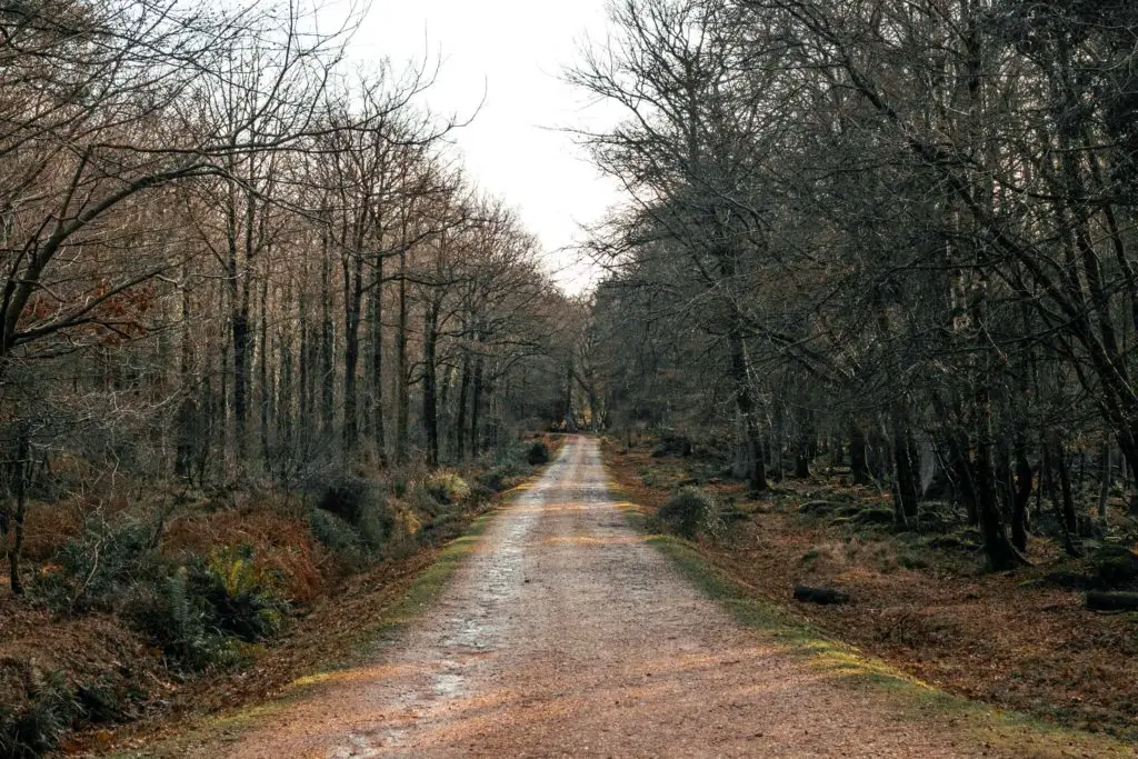 A bike trail with New Forest woodland either side, on the walks from Brockenhurst to Lyndhurst. 