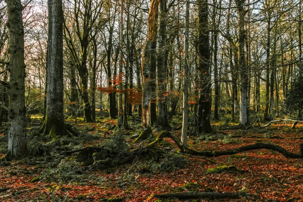 Looking into woodland of the New Forest.