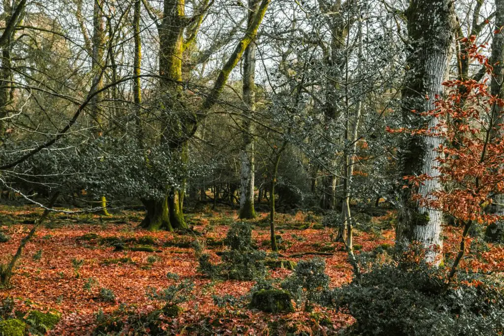 Looking into woodland of the New Forest.