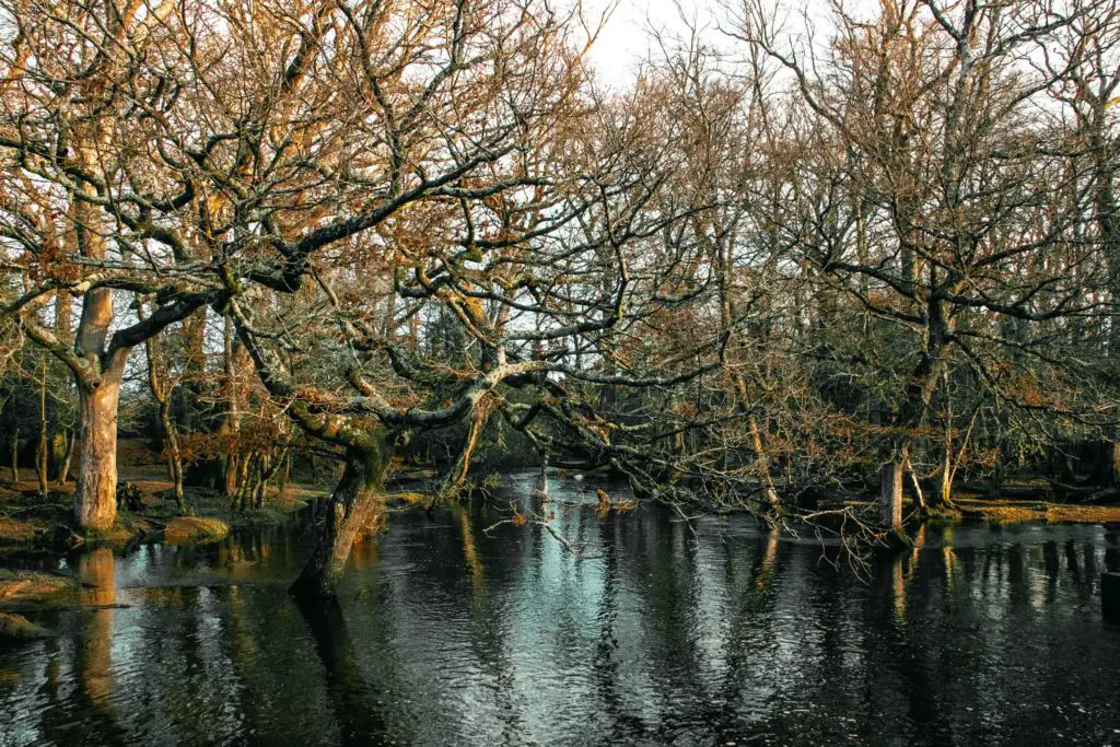 A body of water with leafless trees coming out of it in the New Forest.