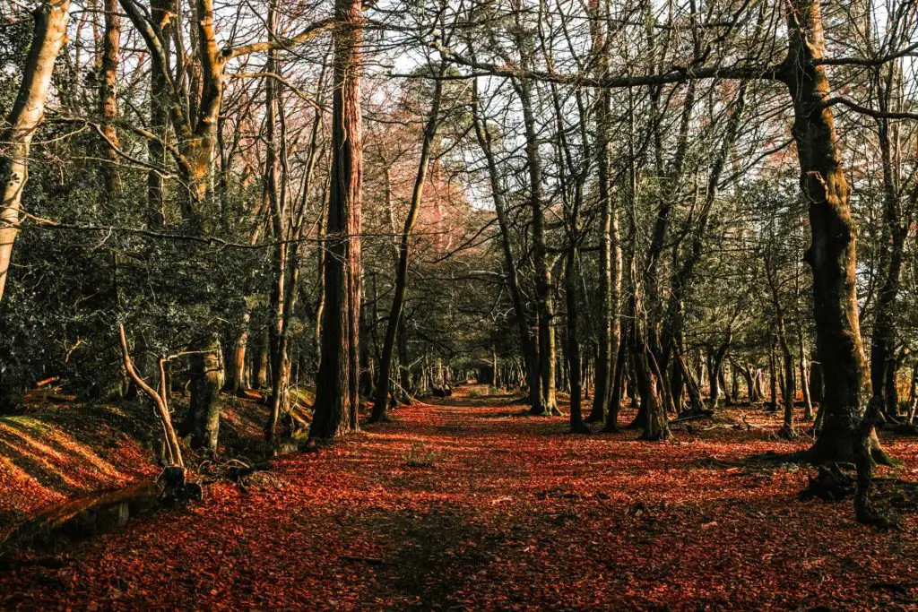A tree tunnel with a ground covered in red leaves on the walk from Brockenhurst to Lyndhurst. 