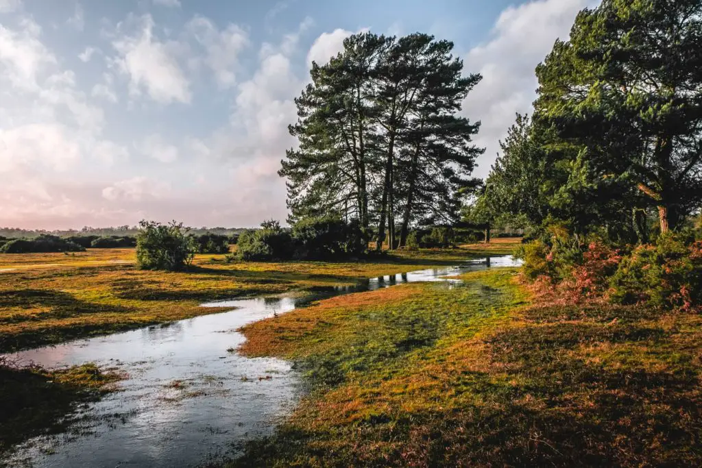 A stream of water on the marshland in the New Forest. There are a few trees and bushes and the sky is blue with a few white clouds.