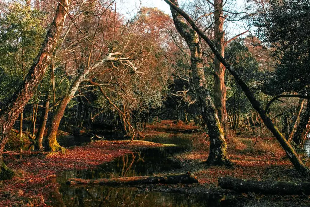 A stream of water under the trees in the New Forest.