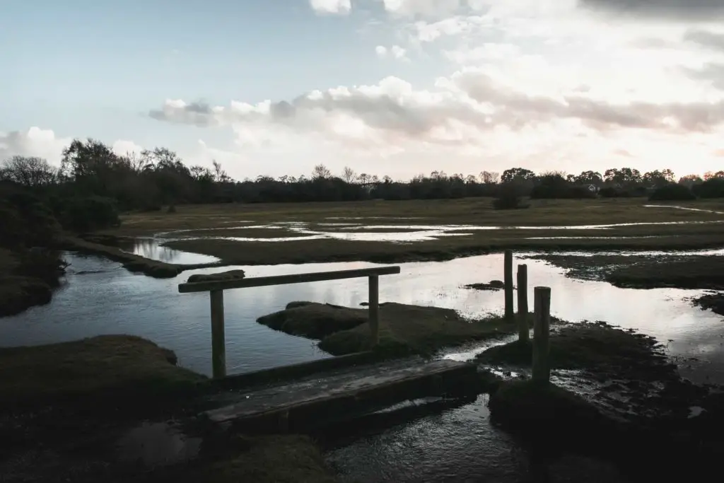 Steaks of water and a small bridge crossing on marshy land in the New Forest.