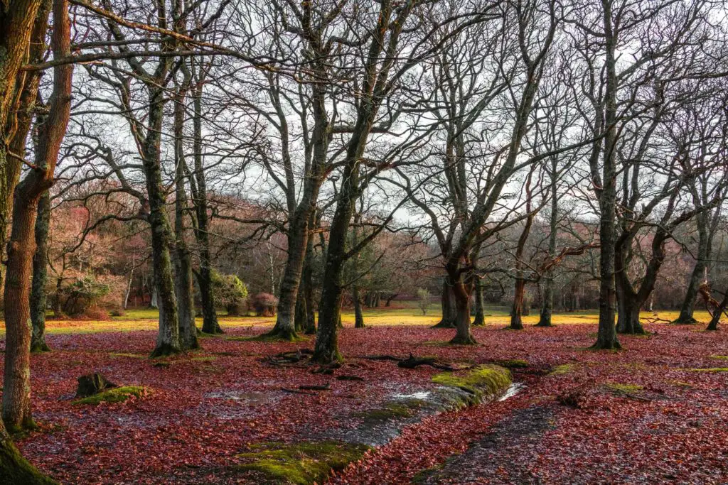 Lots of leafless trees with a ground covered in red leaves on the Hollands Wood walk near Brockenhurst