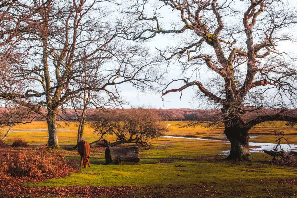 A horse grazing on the edge of Hollands wood, surrounded by leafless trees.