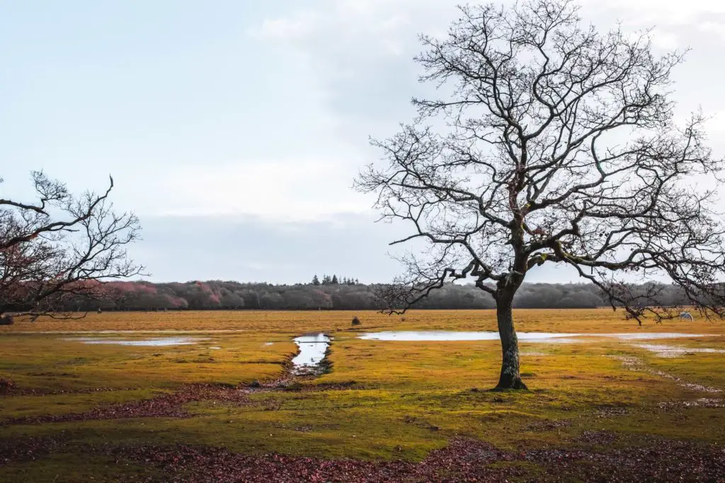 A green marshy field with forest trees in the distance. There is one leafless tree in the foreground and patched of water on the gound.