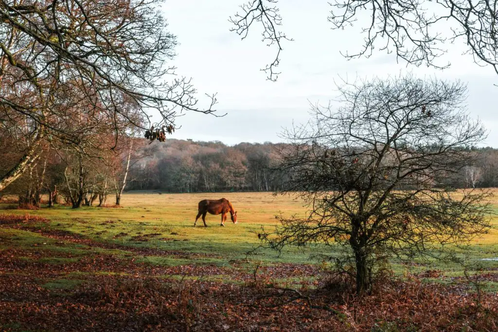 A horse grazing in a field surrounded by trees on the Hollands wood walk.