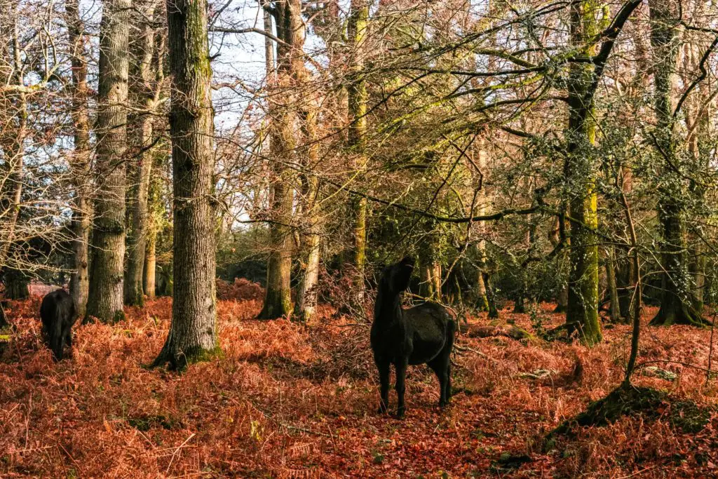 Two black horses in the New Forest. One is eating off a branch of a tree.