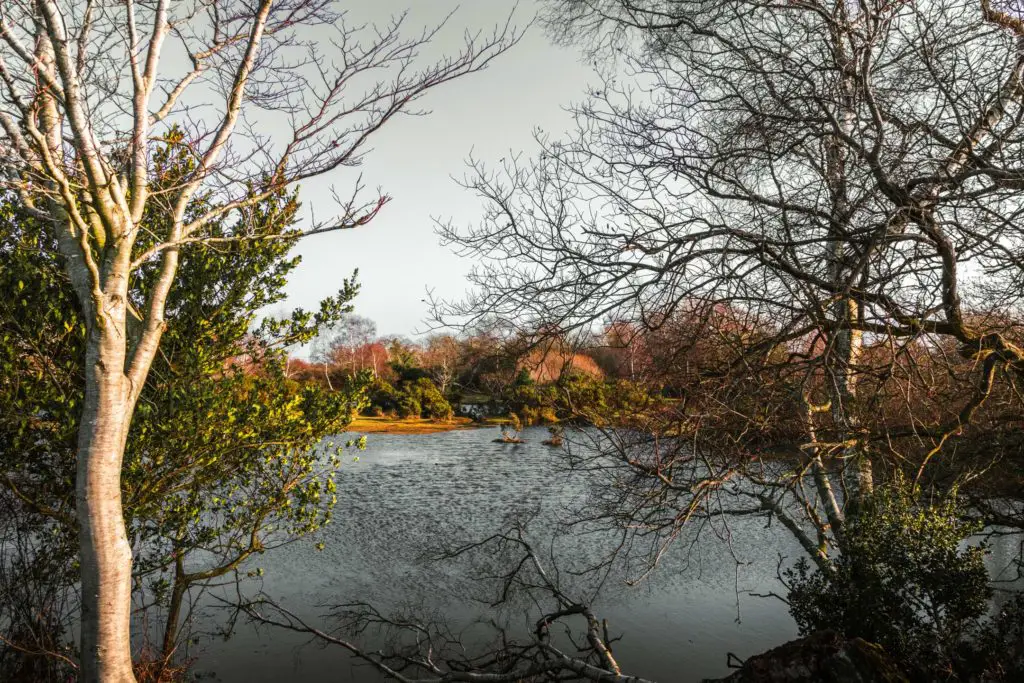 A view through an opening in some trees out to a pond.