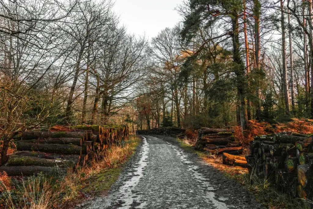 A trail with log stacks on either side on the walk from Brockenhurst to Lyndhurst.