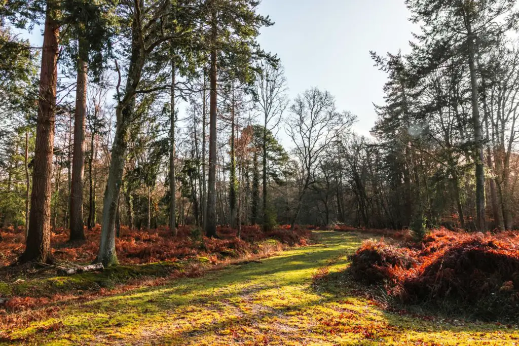 A bright green grass trail leading into the woods on the walk from Brockenhurst to Lyndhurst.