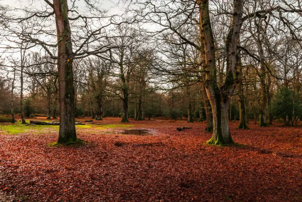 A ground covered in red leaves on the Hollands Wood walk.