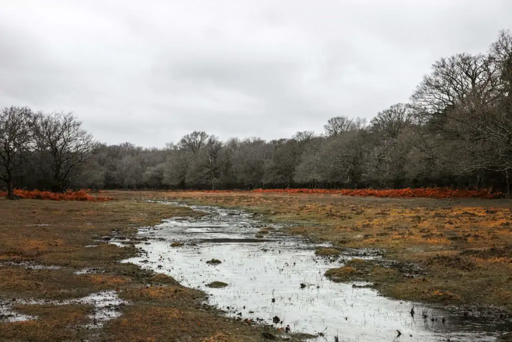 A stream of water curating through the middle of a field in the New Forest.