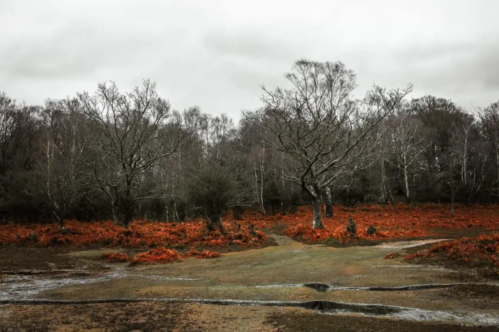 A green field with lots of orange foliage and trees in the background in the New Forest.