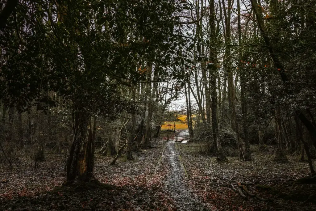 Standing underneath the forest trees with a small opening up ahead and a view to the gold course.