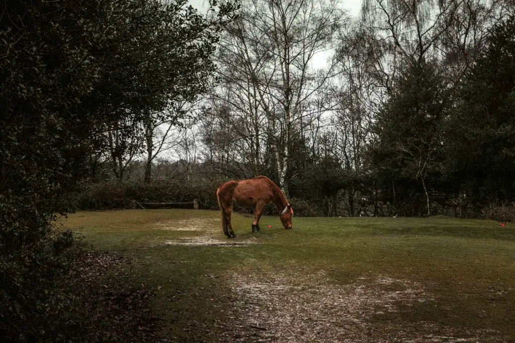 A horse grazing on the green field at the end of the walk from Ashurst to Lyndhurst. There are green bushes on the left of the frame.