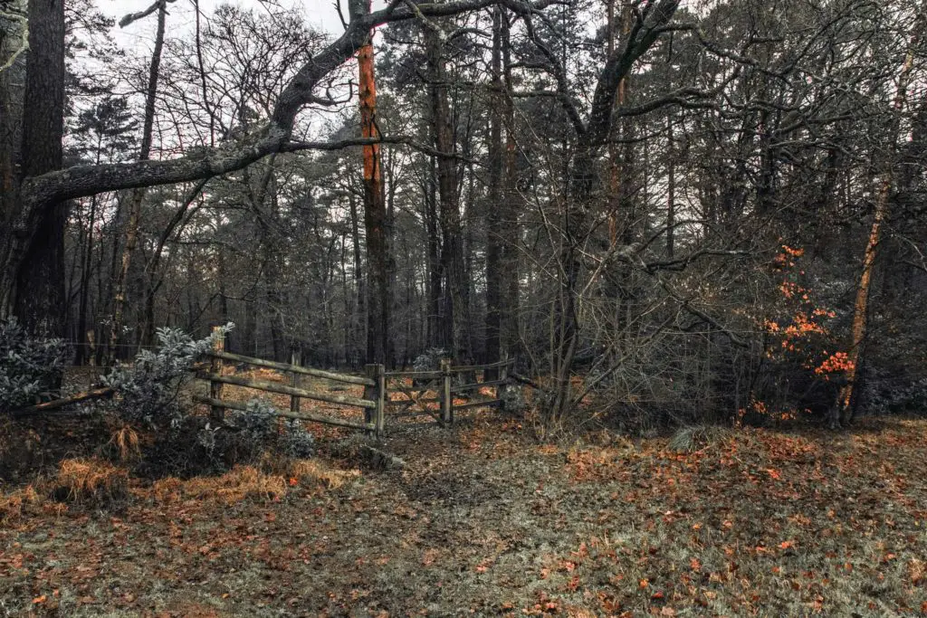 A wooden fence and gate on the green, with lots of leafless trees on the other side. There are orange leaves on the ground.