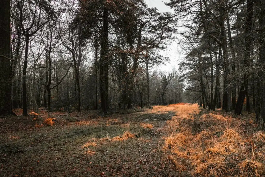 A green grass trail on the walk from Ashurst to Lyndhurst. The trail runs through the forest with the tall trees on either side of the trail. There are patches of long orange coloured grass.