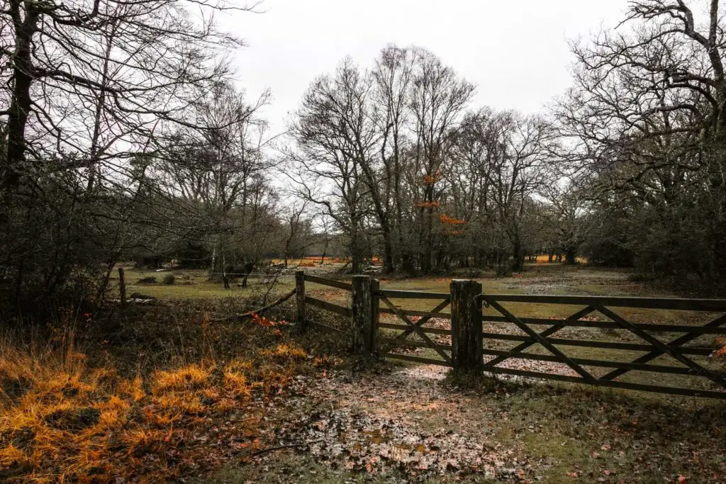 A wooden fence and gate with a grass field on the other side and lots of trees.