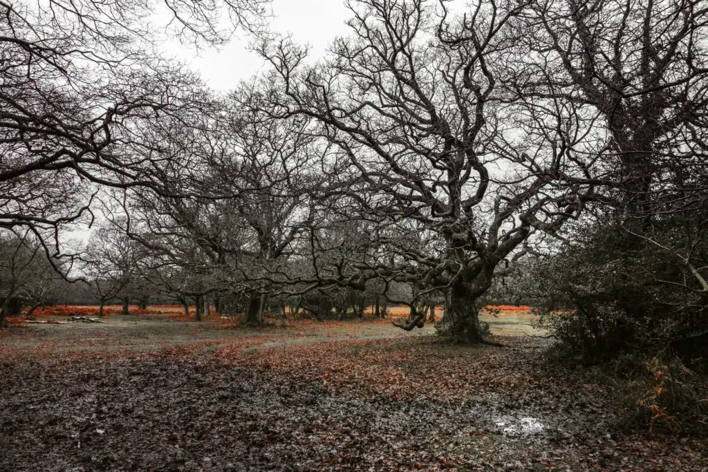 A tree with lots of leafless branches in the New Forest. The ground is muddy and marshy.