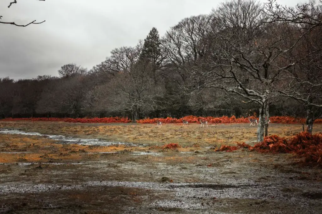 A marshy field in the New forest with deer walking across it. There are lots of forest trees on the other side of the field.