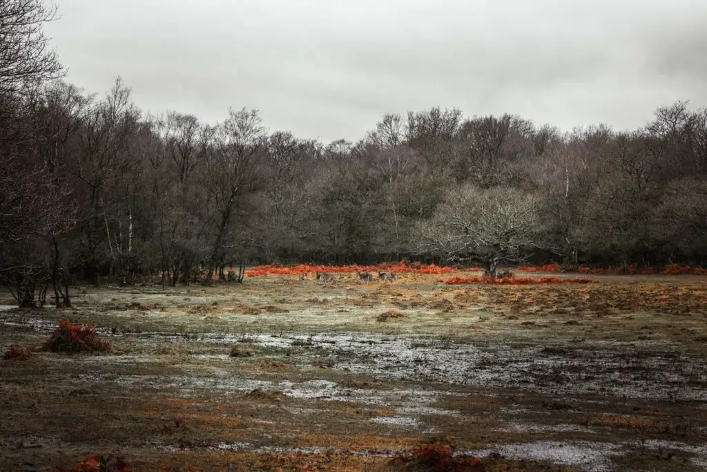 A group of dear in the field in the distance in the New Forest.