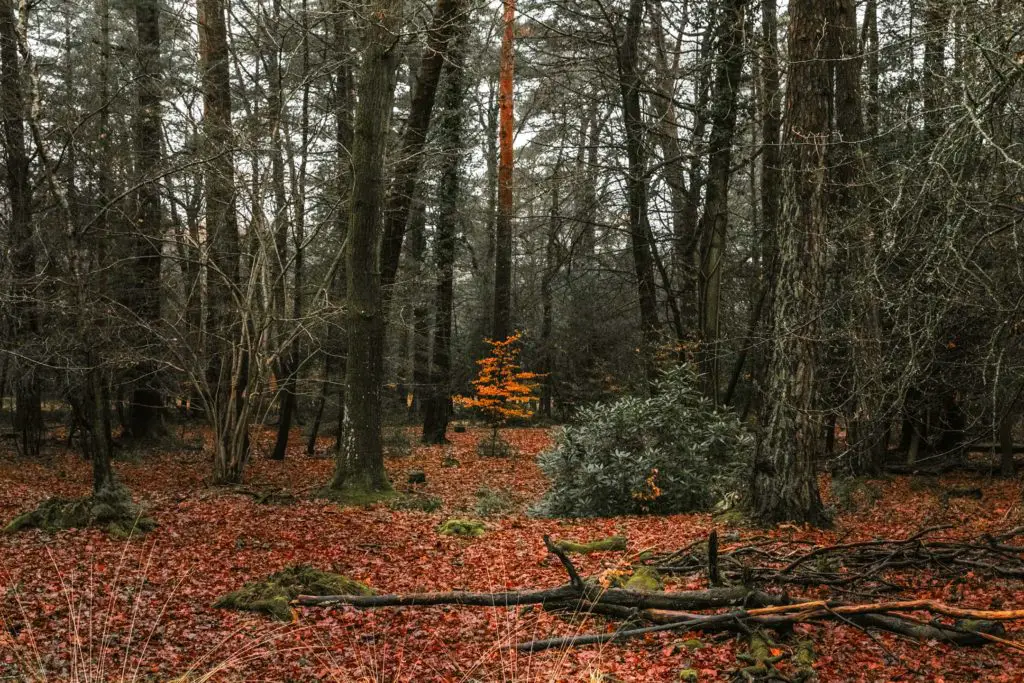 A ground covered in dark orange leaves on the walk from Ashurst to Lyndhurst. There are lots of tree trunks and in the middle of the frame a small tree with orange leaves.