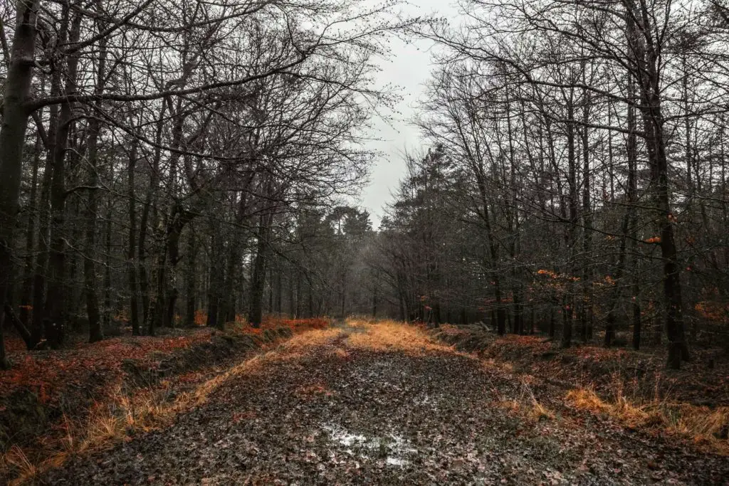 A muddy trail on the walk from Ashurst to Lyndhurst. The trail has leafless trees on either side. Its an overcast day.