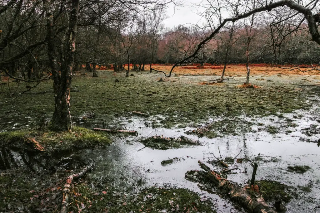 A body of water in a marshy field I. the New Forest. There is tree debris floating in the water.