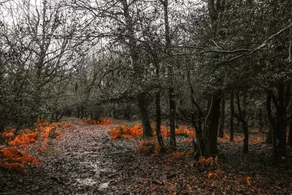 A muddy trail through the woodland on the walk from Ashurst to Lyndhurst in the New Forest. There are patches of orange foliage on the ground.
