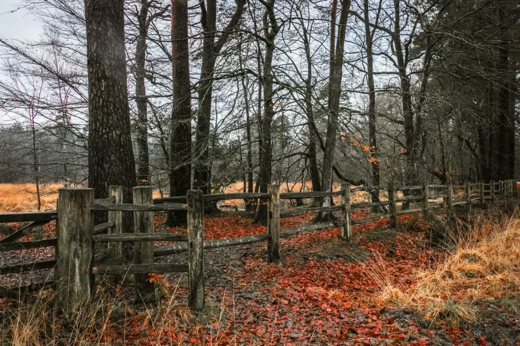 A wooden fence and gate surrounded by a ground covered on red leaves and trees with leafless branches.