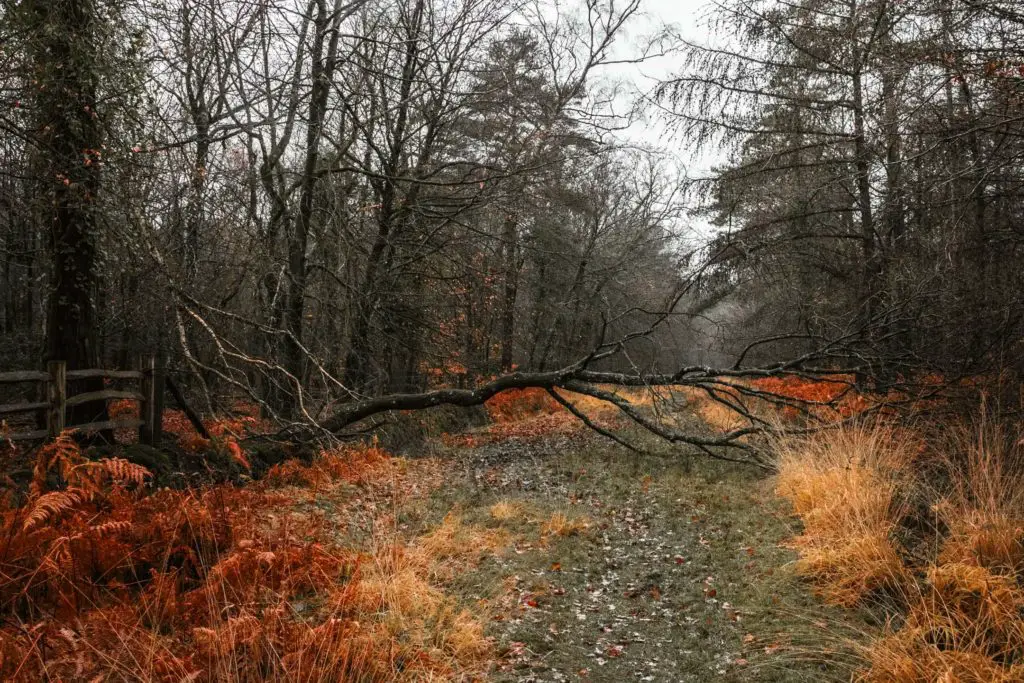 A fallen tree across the green grass trail on the walk from Ashurst to Lyndhurst ion the New Forest.