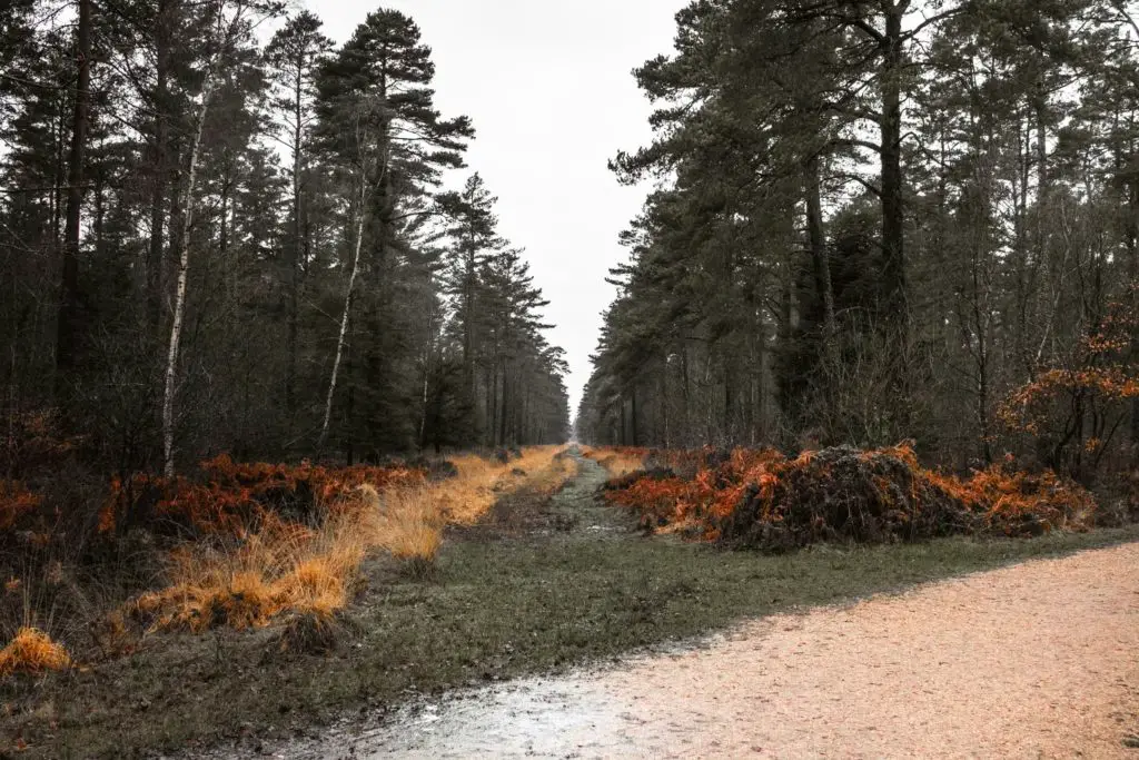 A green grass trail leading off the bike trail on the walk from Ashurst to Lyndhurst on the New Forest. There are tall trees either side of the trail and patches of yellow grass.