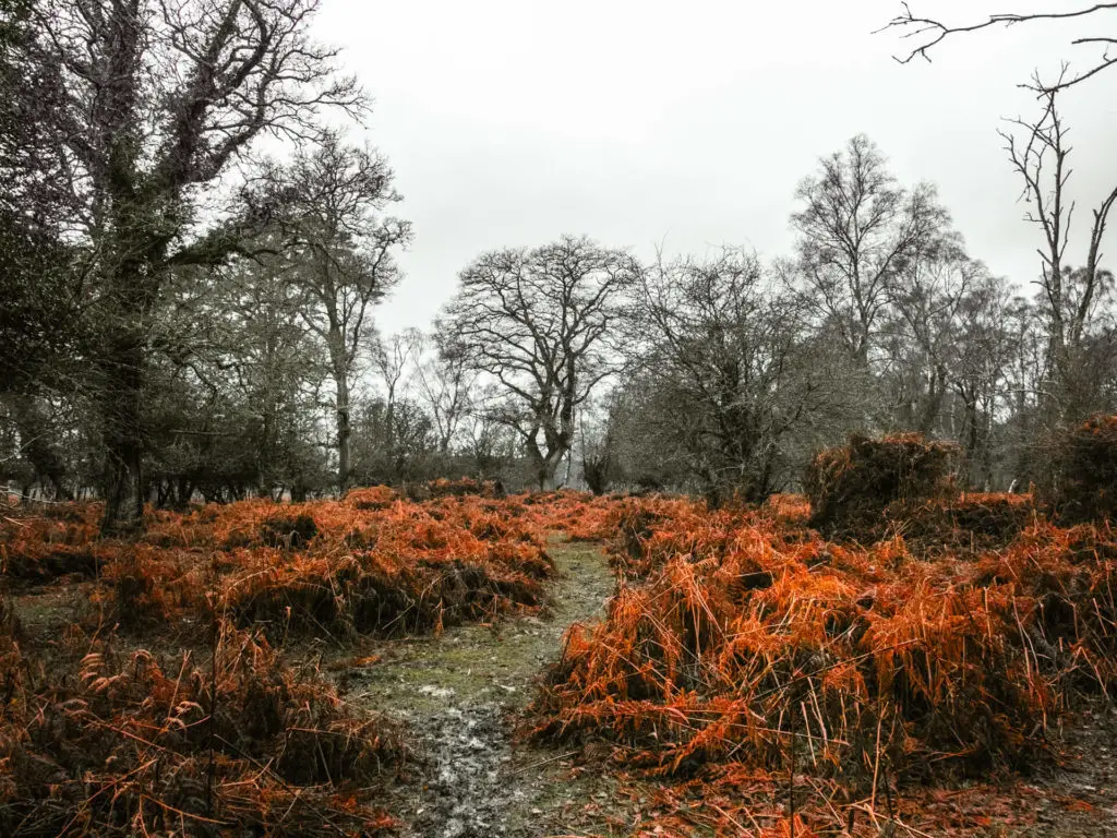 A grass trail running through orange foliage on the walk from Brockenhurst to the tall trees trail.
