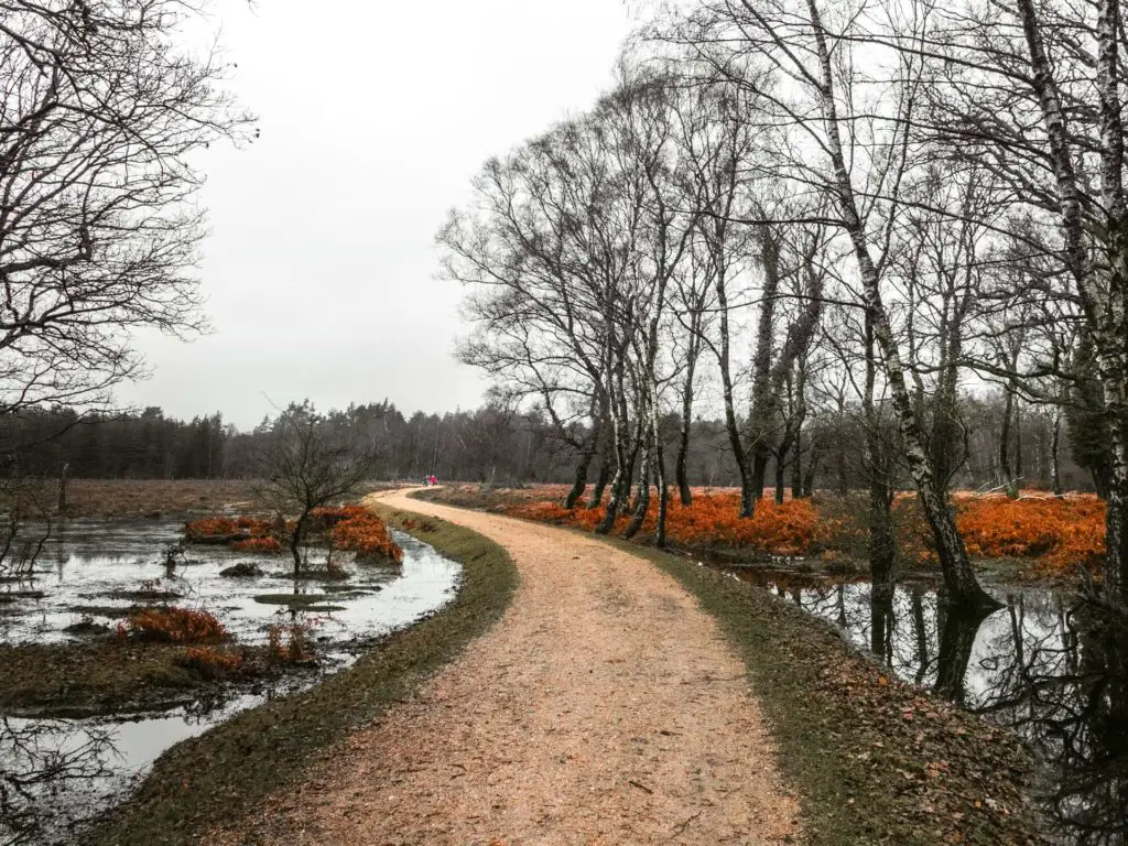 A winding dirt trail with water on either side and a few leafless trees and orange foliage in the New Forest.
