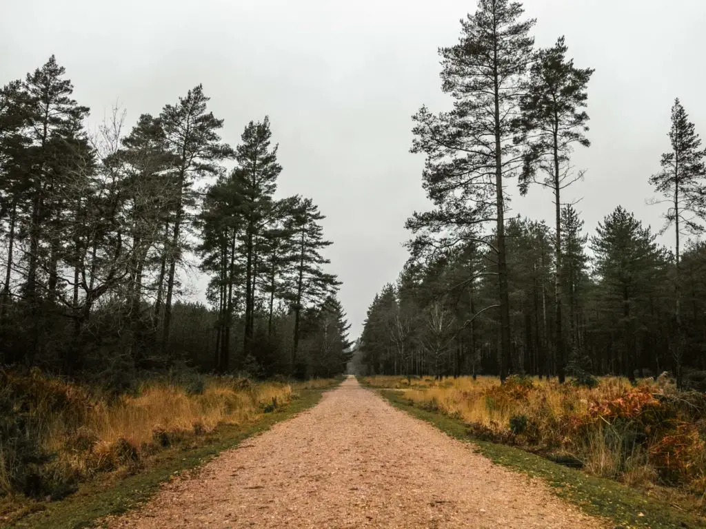 A long gravel trail with tall trees on either side.