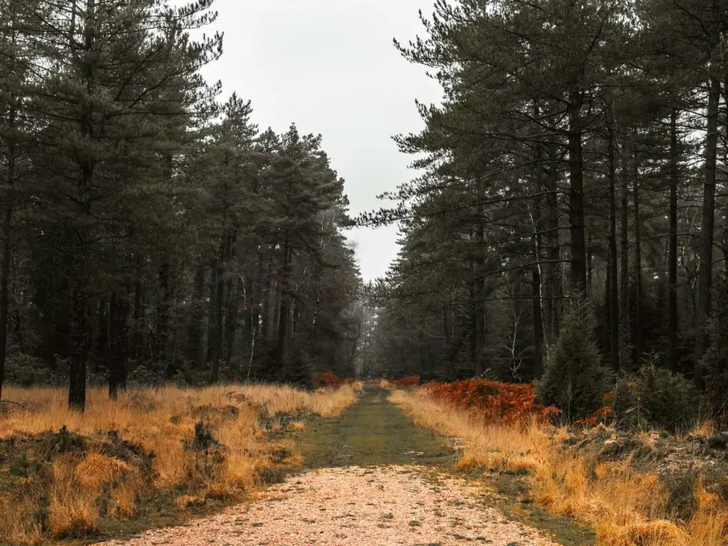 A long grass trail with tall trees either side of it in the New Forest.
