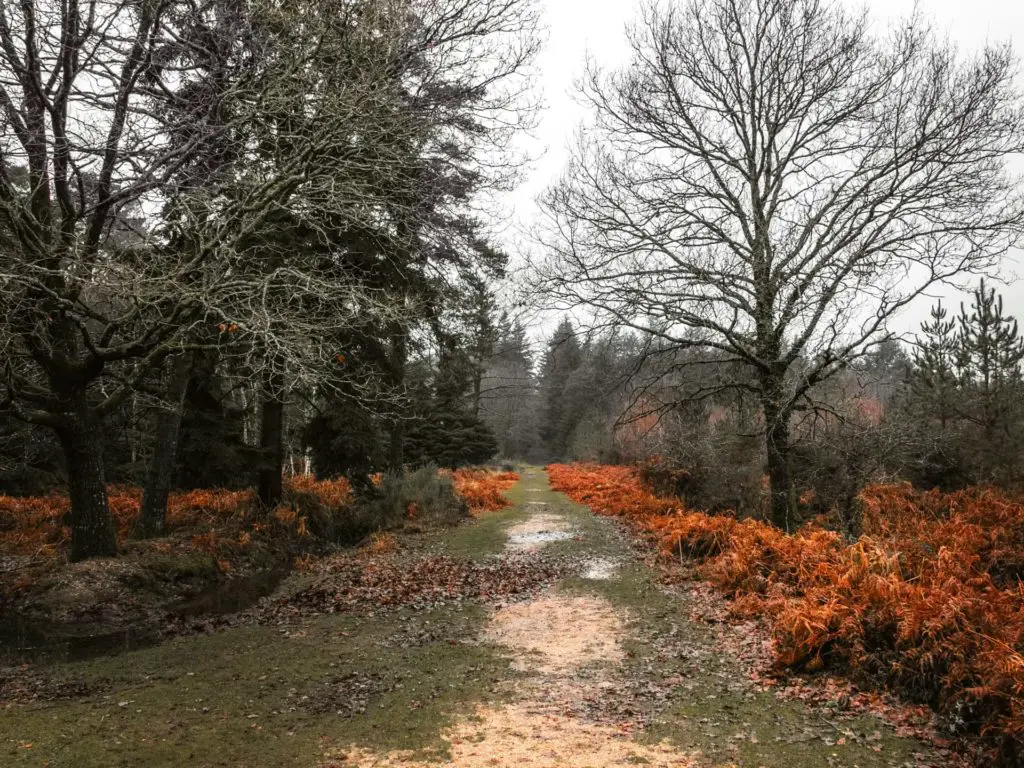 A grass trail in the New Forest surrounded by trees and foliage.